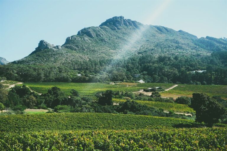 Illustrated map of the Constantia Wine Route