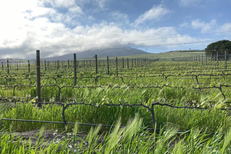 cvm-route-durbanville-wine-valley