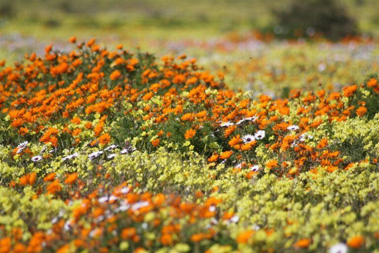 cvm-route-namaqua-west-coast-wine-route cvm-route-namaqua-west-coast-wine-route