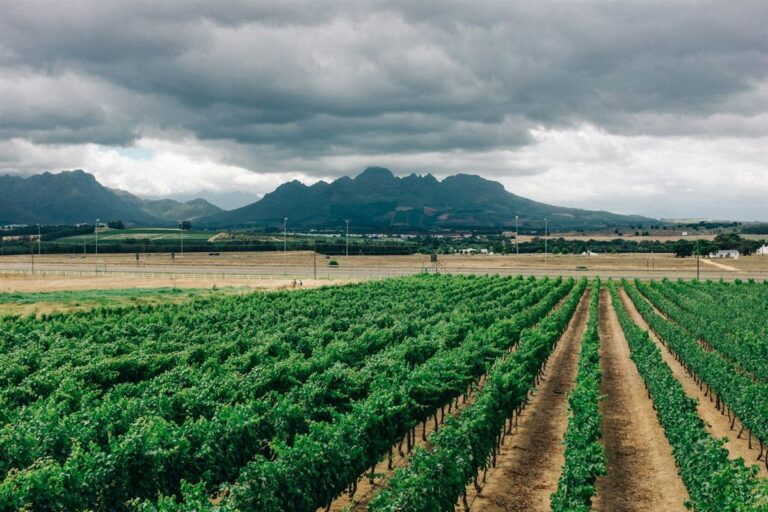 Illustrated map of the Stellenbosch Wine Routes